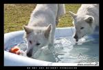 Water Babies