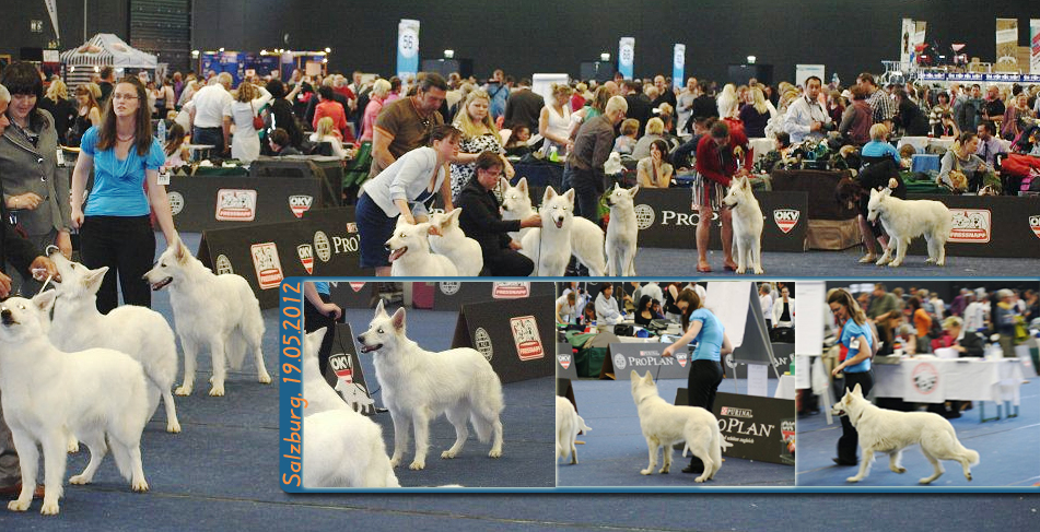 Ruby @ World Dog Show ruby-fciwds